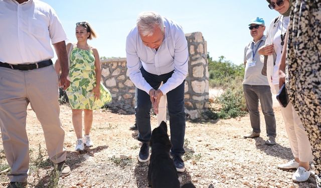 Nilüfer'de sokak hayvanları için hazırlanan proje incelendi