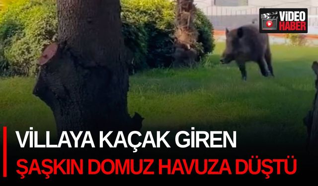 Villaya kaçak giren şaşkın domuz havuza düştü