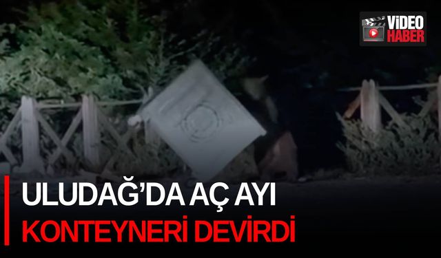 Uludağ’da aç ayı konteyneri devirdi