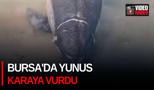 Bursa'da yunus karaya vurdu