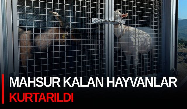 Mahsur kalan hayvanlar kurtarıldı