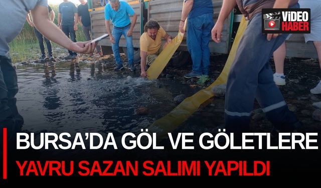 Bursa’da göl ve göletlere yavru sazan salımı yapıldı