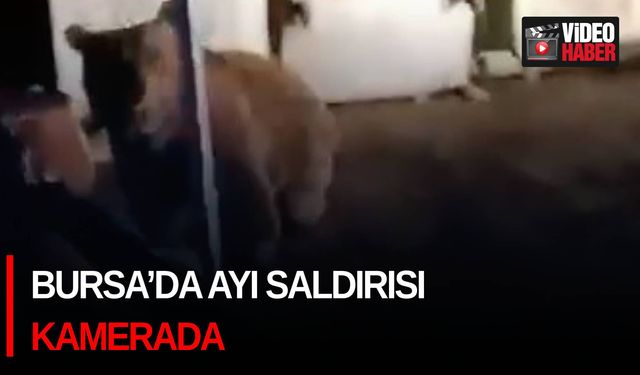 Bursa’da ayı saldırısı kamerada