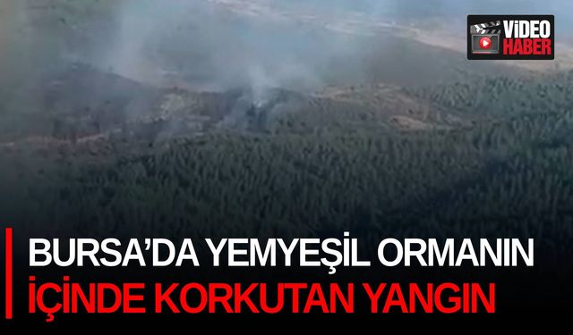 Bursa’da yemyeşil ormanın içinde korkutan yangın