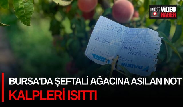 Bursa'da şeftali ağacına asılan not kalpleri ısıttı