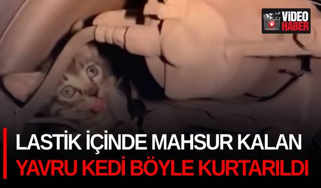 Lastik içinde mahsur kalan yavru kedi böyle kurtarıldı