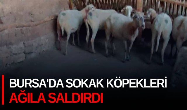 Bursa'da sokak köpekleri ağıla saldırdı