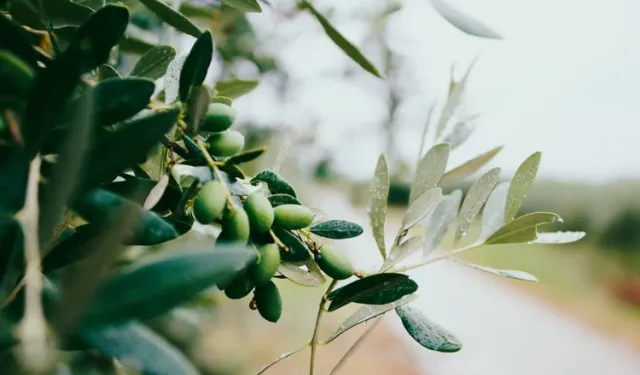 Dünya Zeytin Ağacı Günü”nde Acı Gerçek