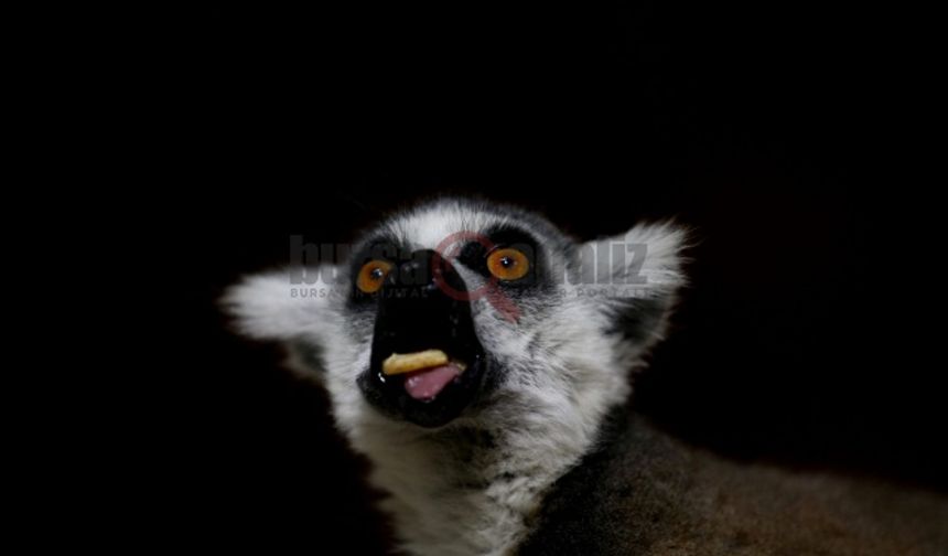 Bursa ZOO'nun lemurları iklime alışmaya çalışıyor