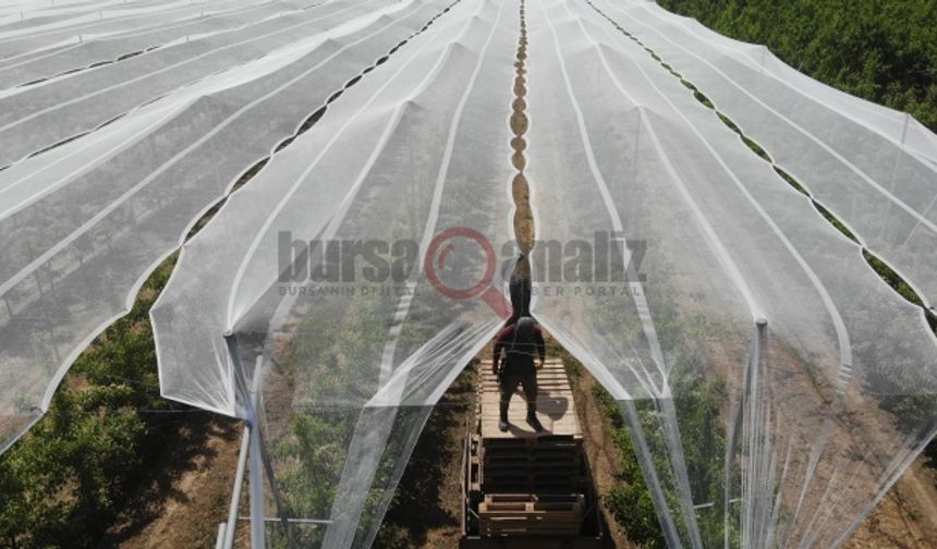 (Özel) Bu ağlar balık için değil, en kaliteli ürünleri doludan korumak için