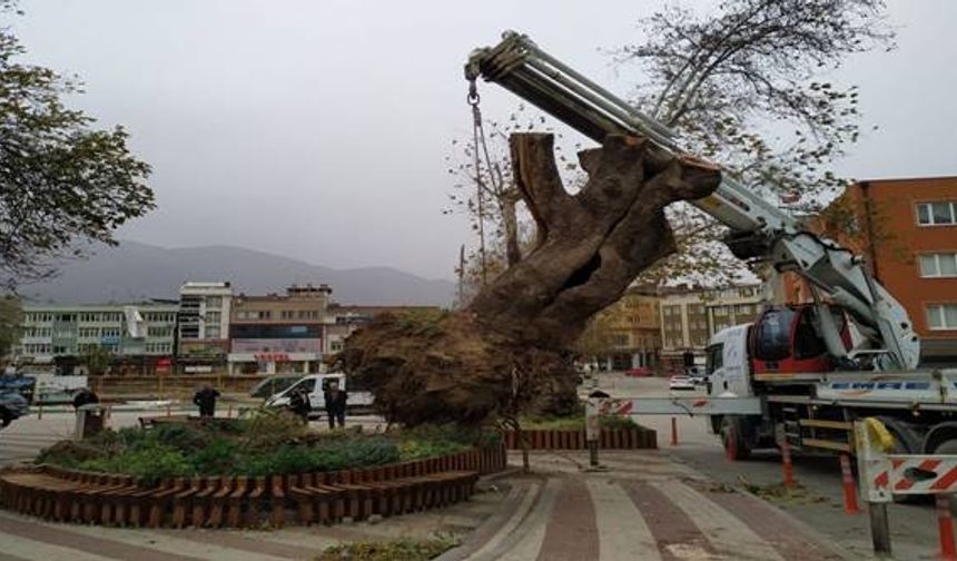 Bursa’nın Kestel ilçesinde 270 yıllık çınar ağacı şiddetli lodos sebebiyle devrildi