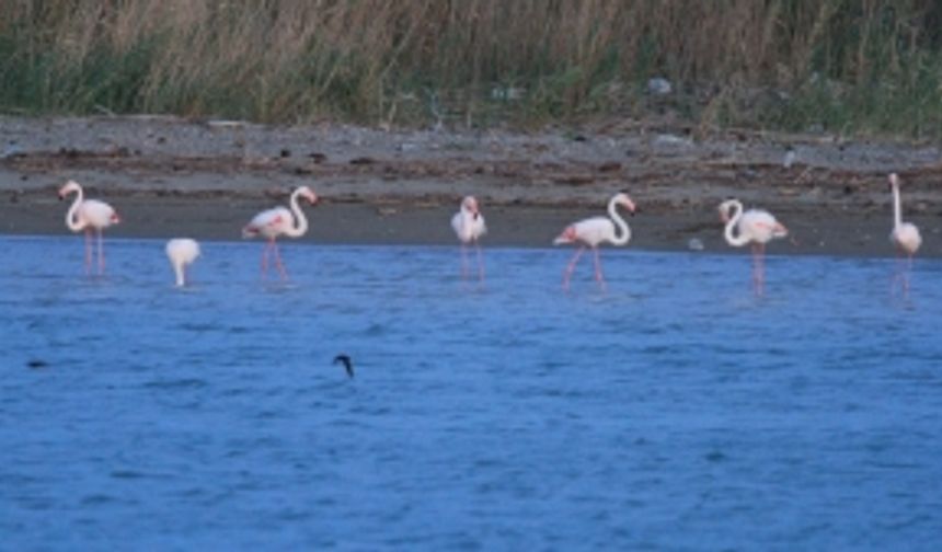 Flamingolar, fırtınadan dolayı mola verdi