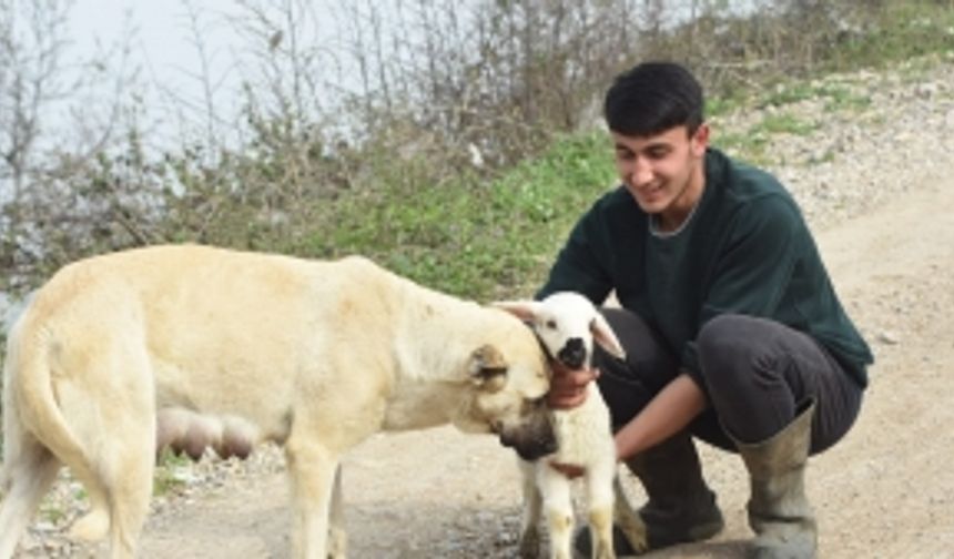 Çoban köpeği, kuzuya süt annelik yapıyor