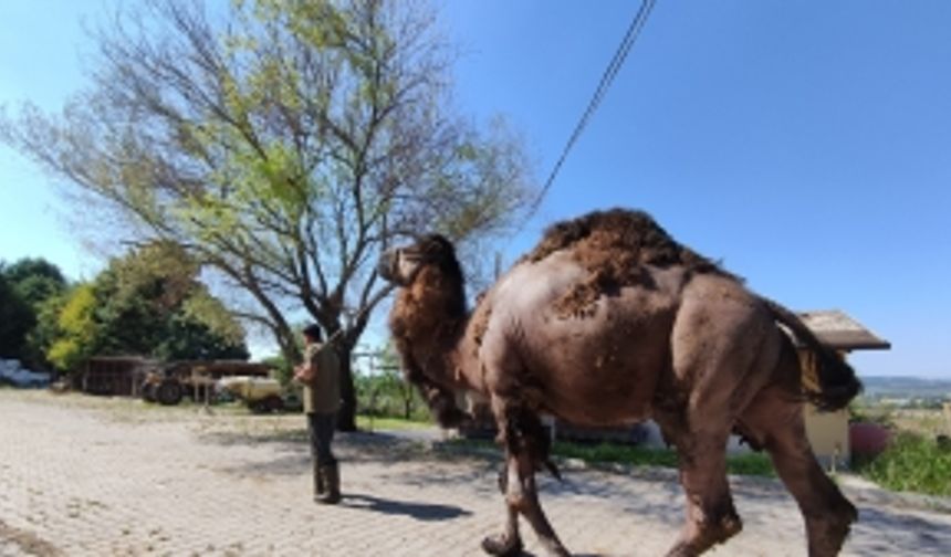 Güreşleri kaybetti, kurbanda bıçak altına yatacak