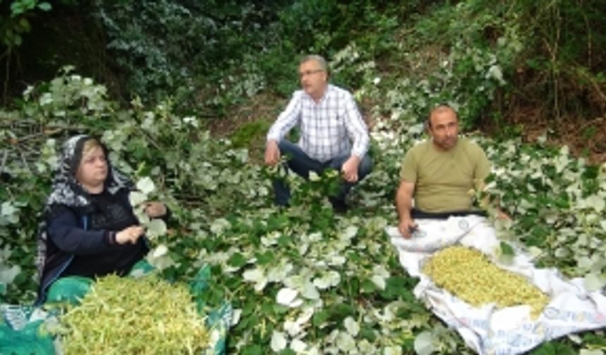 Türkiye’nin en büyük ıhlamur ormanlarında hasat başladı