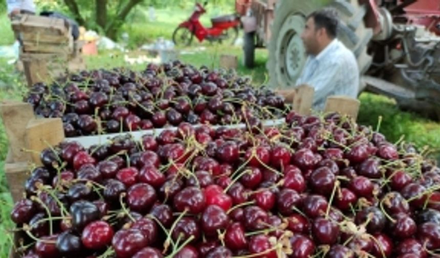 Napolyon kirazı dalda kaldı