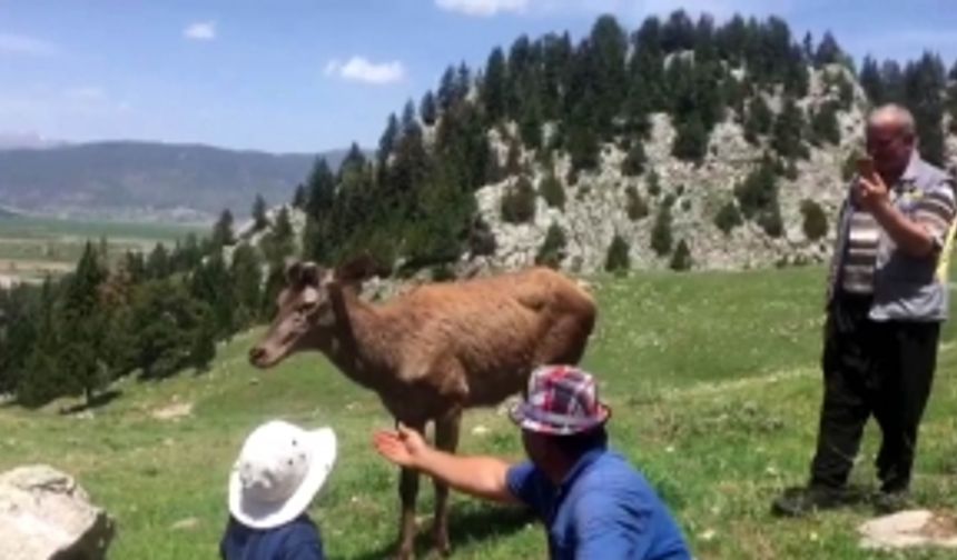 Kızıl geyik köye indi; çocuğun sevme anı kamerada