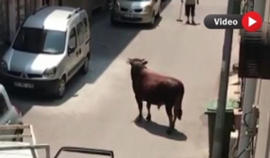 Bursa kaçan boğan, kendisini kovalayan adamı böyle yere serdi