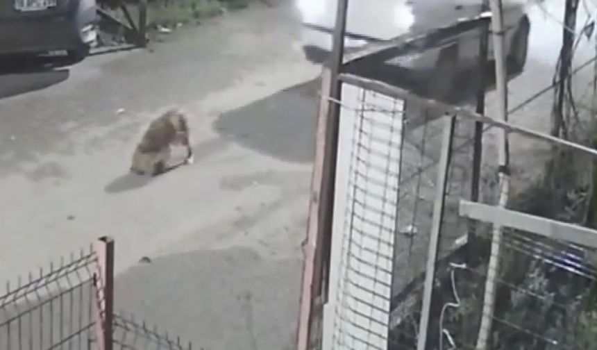 Köpeği ezdi, arkasına bile bakmadan gitti!