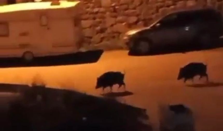 Bursa’da aç kalan domuzlar şehir merkezine indi!