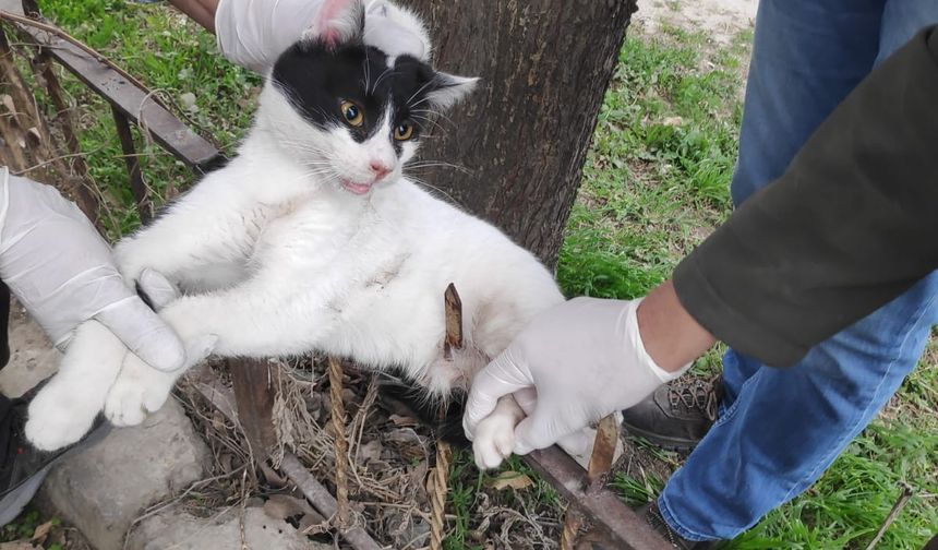 Bahçe demirlerine saplanan kedi kurtarıldı!