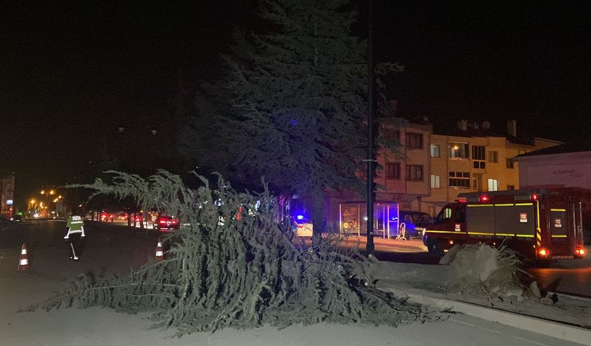 İnegöl ilçesinde lodosun etkisiyle ağaç devrildi, yol ulaşıma kapandı.