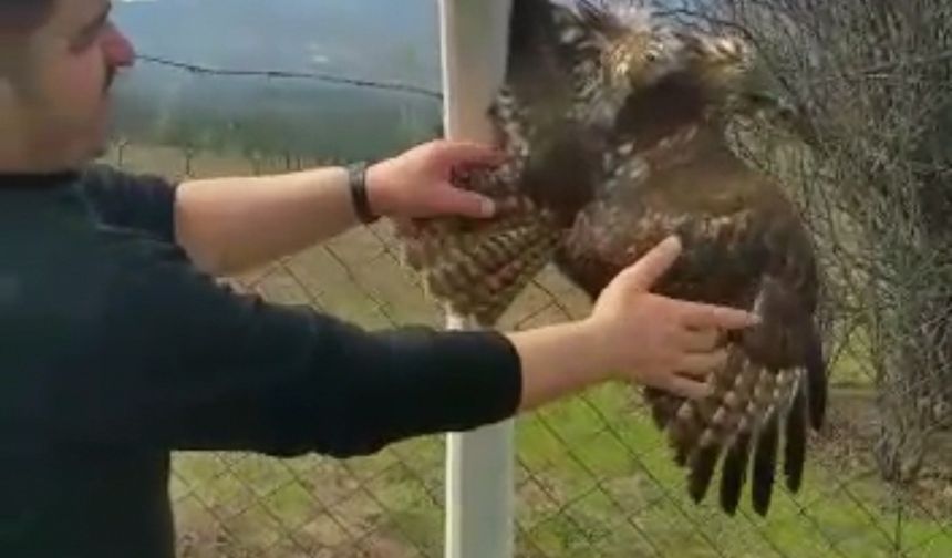 Koruma tellerine takılarak mahsur kalan Şahin; kurtarıldı!