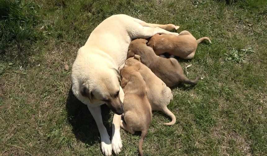 Anne köpek, diğer yavrularını da alıp, hastane bahçesini yuva belledi!