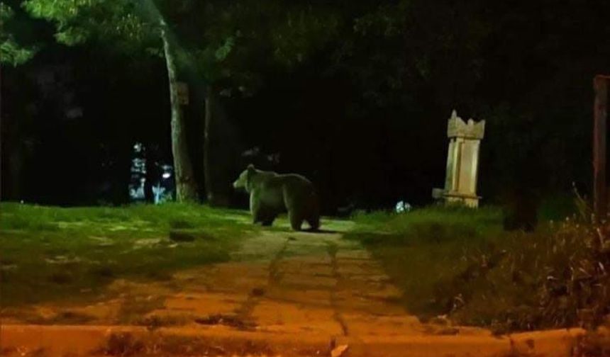 Aç kalan ayı ailesi Bursa şehir merkezine indi!