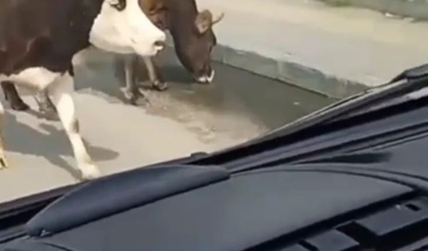 Ana yola inen inekler araç sürücülerine zor anlar yaşattı!