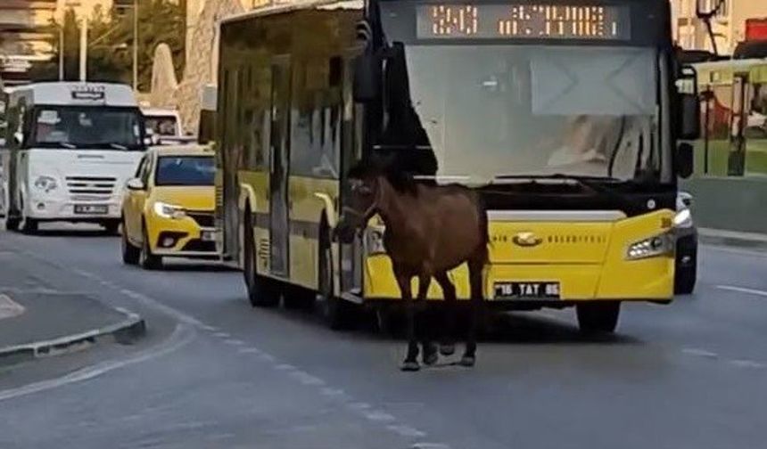 Bursa’da başıboş at trafiği aksattı!