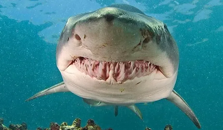 Kızıldeniz sahilinde köpekbalığı saldırısında 2. ölüm