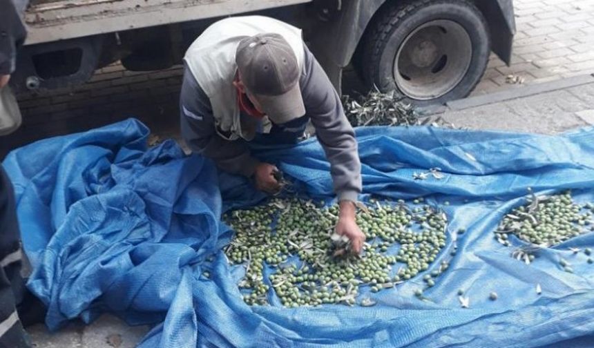 Bursa Orhangazi’de zeytinler ihtiyaç sahipleri için toplanıyor