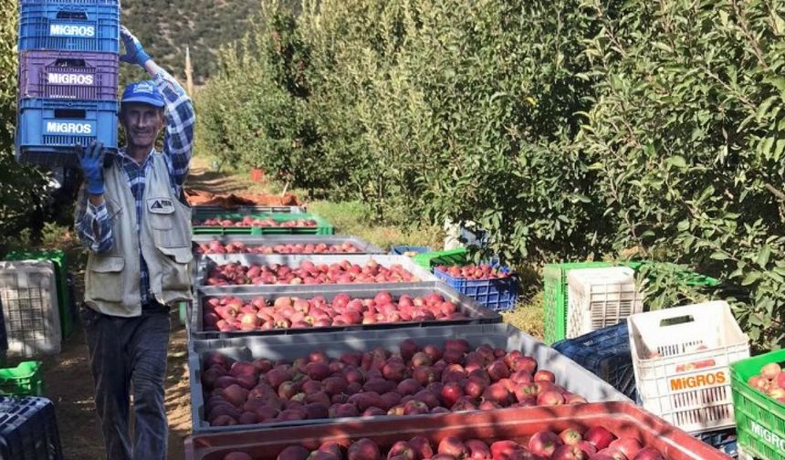 Yerel üreticilerden 12 bin ton elma alacak