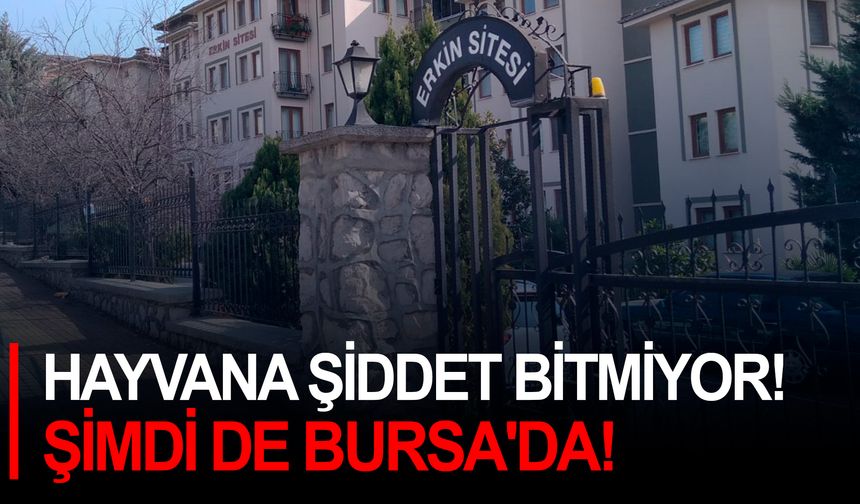 Hayvana şiddet bitmiyor! Şimdi de Bursa'da!