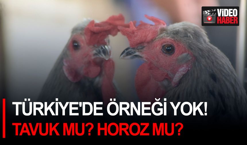 Türkiye'de örneği yok! Tavuk mu? Horoz mu?