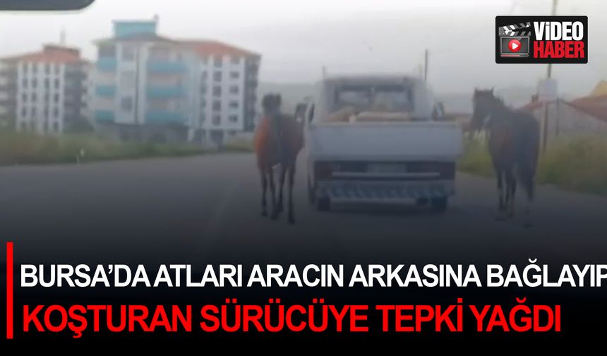 Bursa’da atları aracın arkasına bağlayıp koşturan sürücüye tepki yağdı