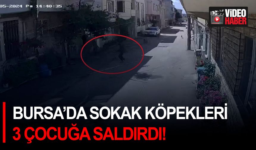 Bursa’da sokak köpekleri 3 çocuğa saldırdı!