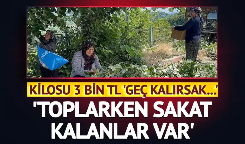 Kilosu 3 Bin TL! Ihlamur Hasadı Başladı, Toplamak Cesaret İstiyor