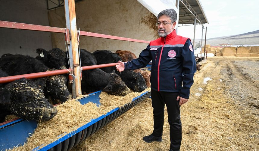 Kırmızı et üretimini artıracak projede hayvan teslimleri başladı