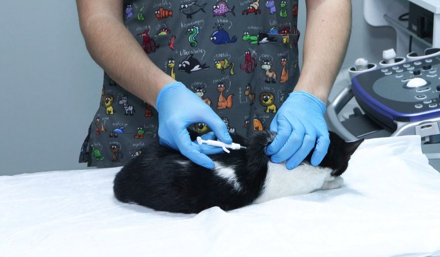 Evcil hayvanlara çip taktırmak için son gün 31 Aralık